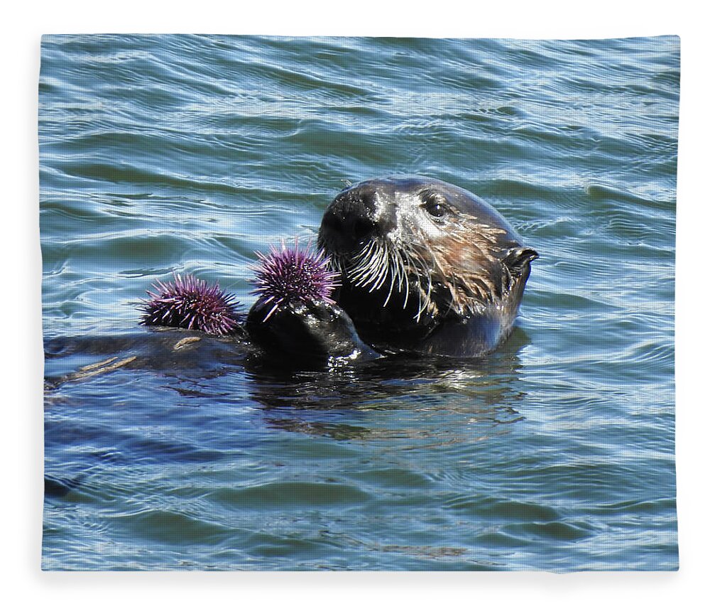 Otter Fleece Blanket featuring the photograph Urchins for Dinner by Anthony Murphy