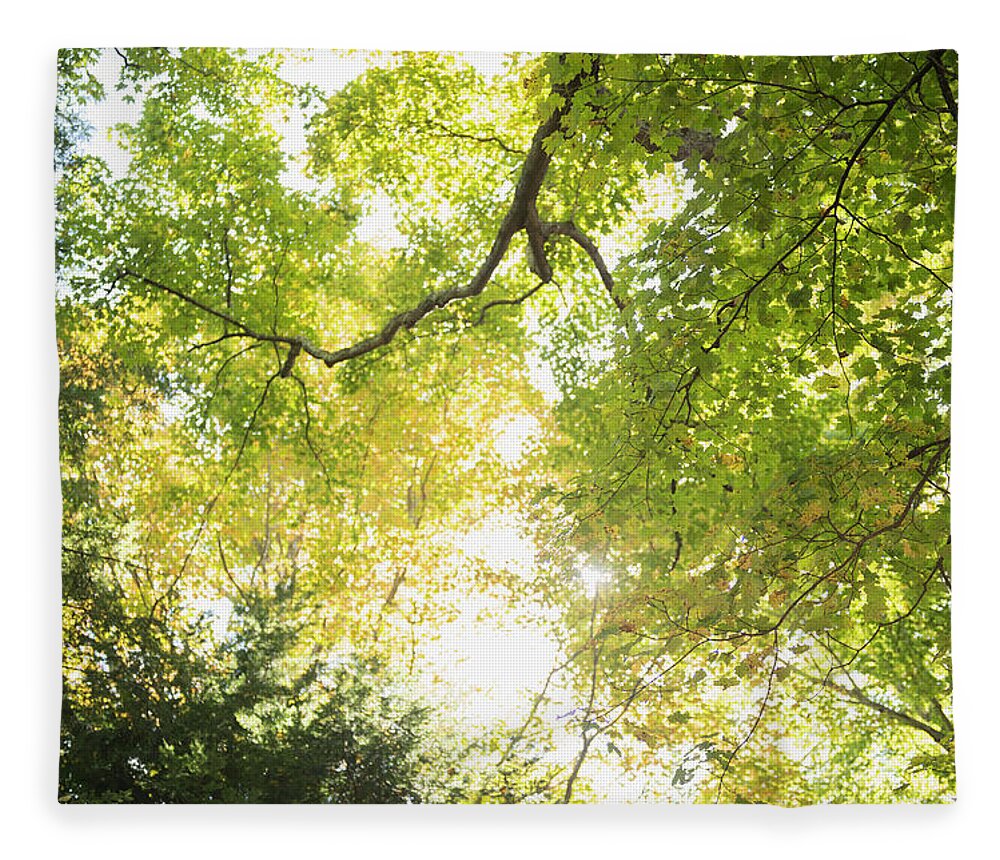 Tranquility Fleece Blanket featuring the photograph Usa, Connecticut, Newtown, Tree Canopy by Jamie Grill