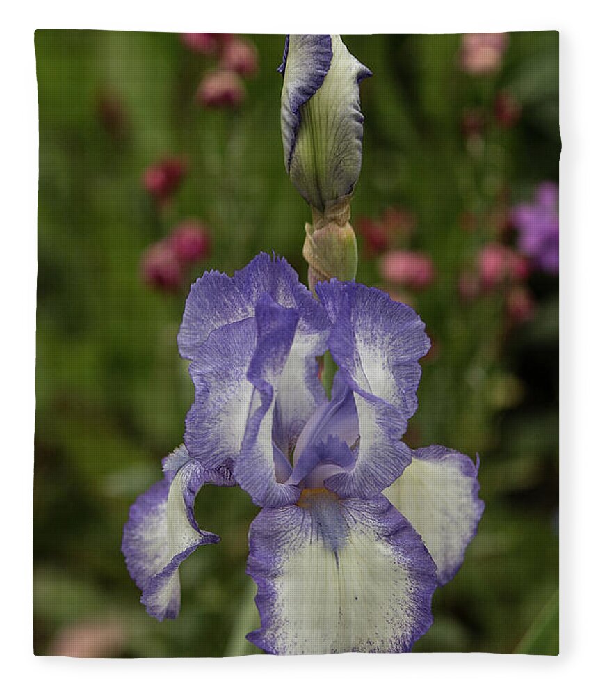 Gardens Of Claude Monet Fleece Blanket featuring the photograph Variegated Iris in Lavender by E Faithe Lester
