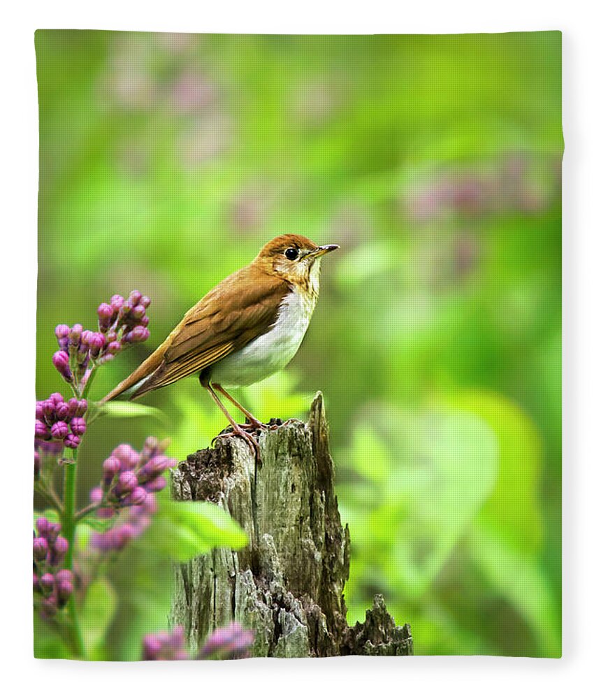 Bird Fleece Blanket featuring the photograph Veery Bird by Christina Rollo