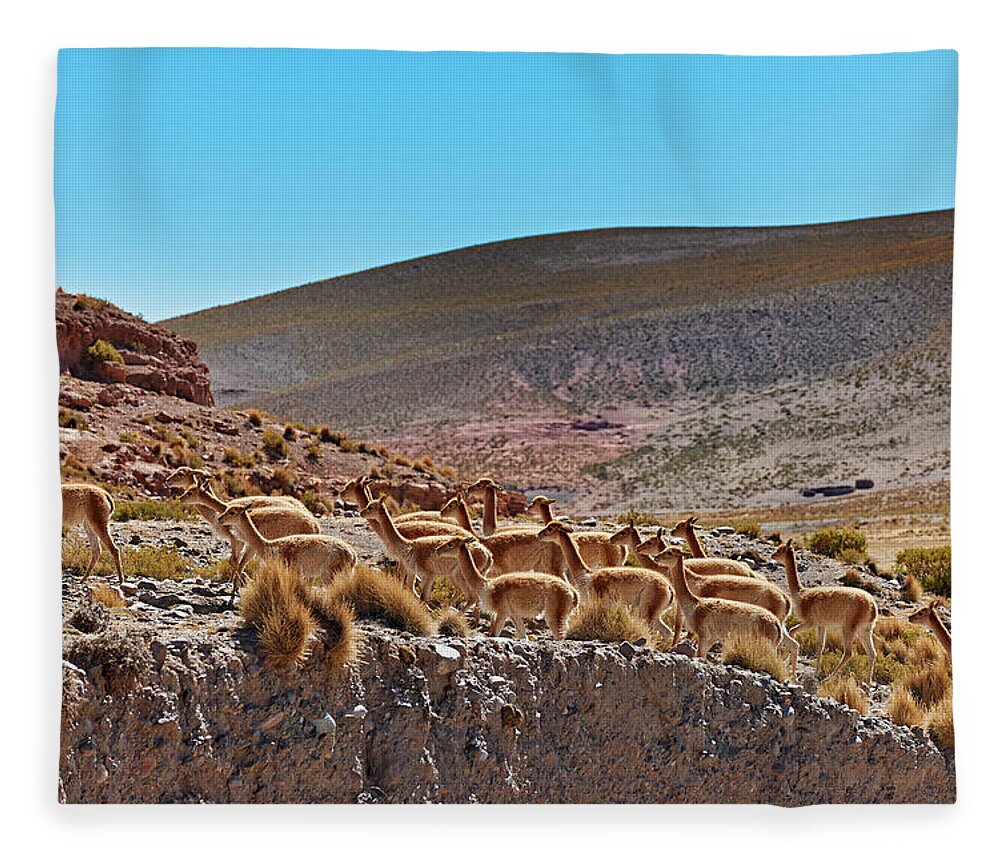 Bolivia Fleece Blanket featuring the photograph Vicuna, Vicugna Vicugna by Juergen Ritterbach