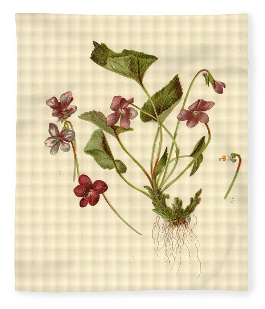 Flowers Fleece Blanket featuring the mixed media Viola Cucullata Common Blue Violet by L Prang