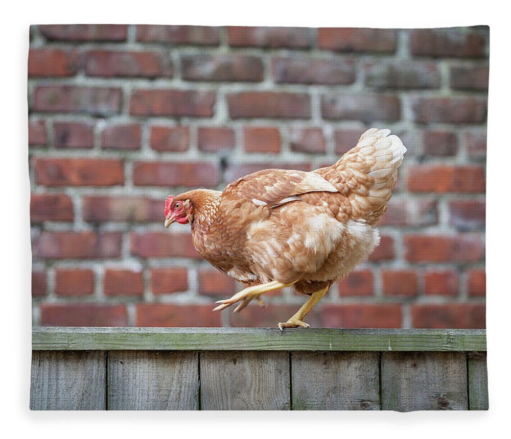 Anita Nicholson Fleece Blanket featuring the photograph Walk the Line - Chicken walking along a wooden fence by Anita Nicholson