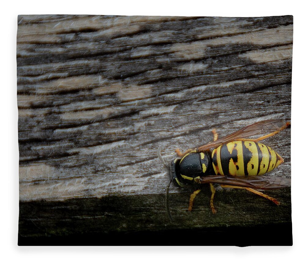 Abdomen Fleece Blanket featuring the photograph Wasp on wood by Scott Lyons