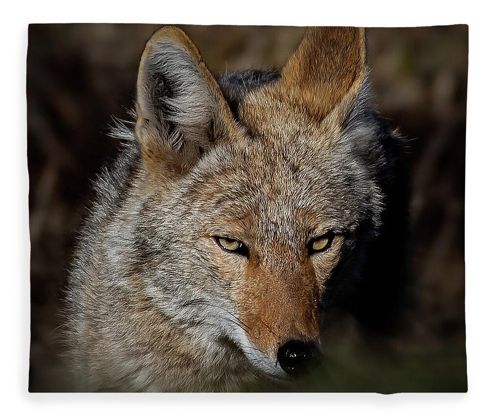 Coyote Fleece Blanket featuring the photograph Watchful Eyes by Gary Kochel