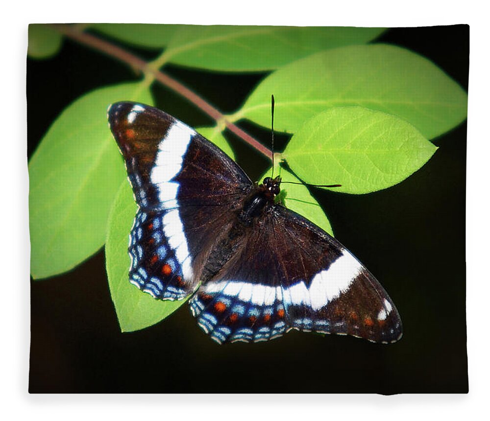 Butterfly Fleece Blanket featuring the photograph White Admiral Butterfly by Christina Rollo