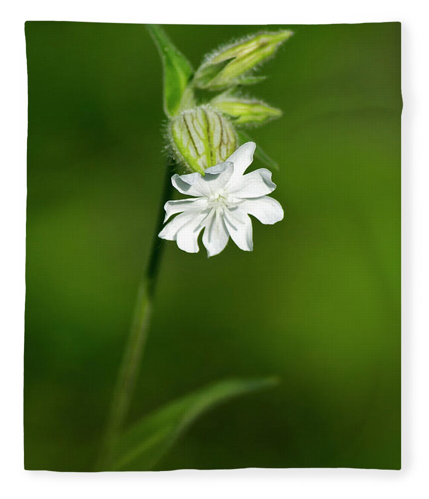 Flower Fleece Blanket featuring the photograph White Campion Flower by Christina Rollo