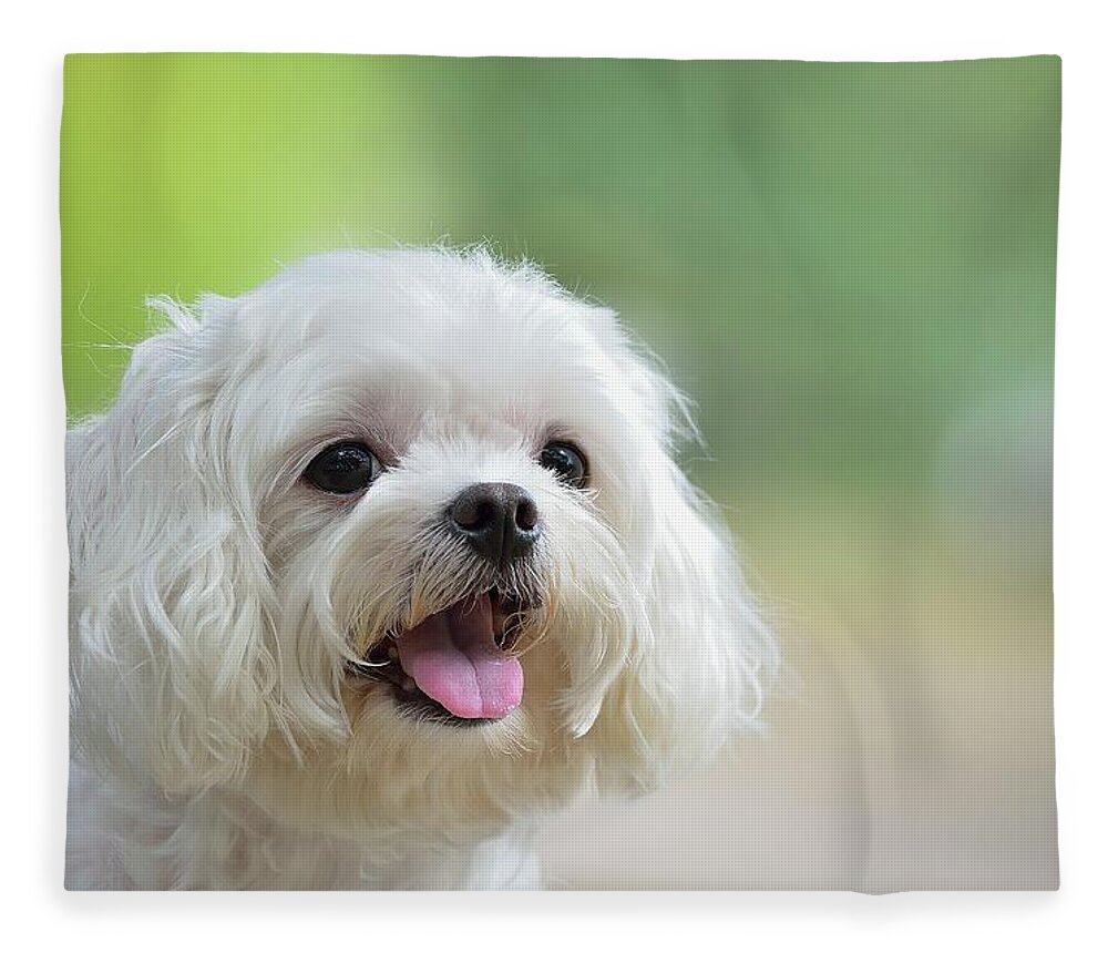Pets Fleece Blanket featuring the photograph White Maltese Dog Sticking Out Tongue by Boti