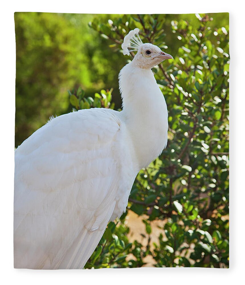 White Peacock Fleece Blanket featuring the photograph White Peacock by Catherine Walters