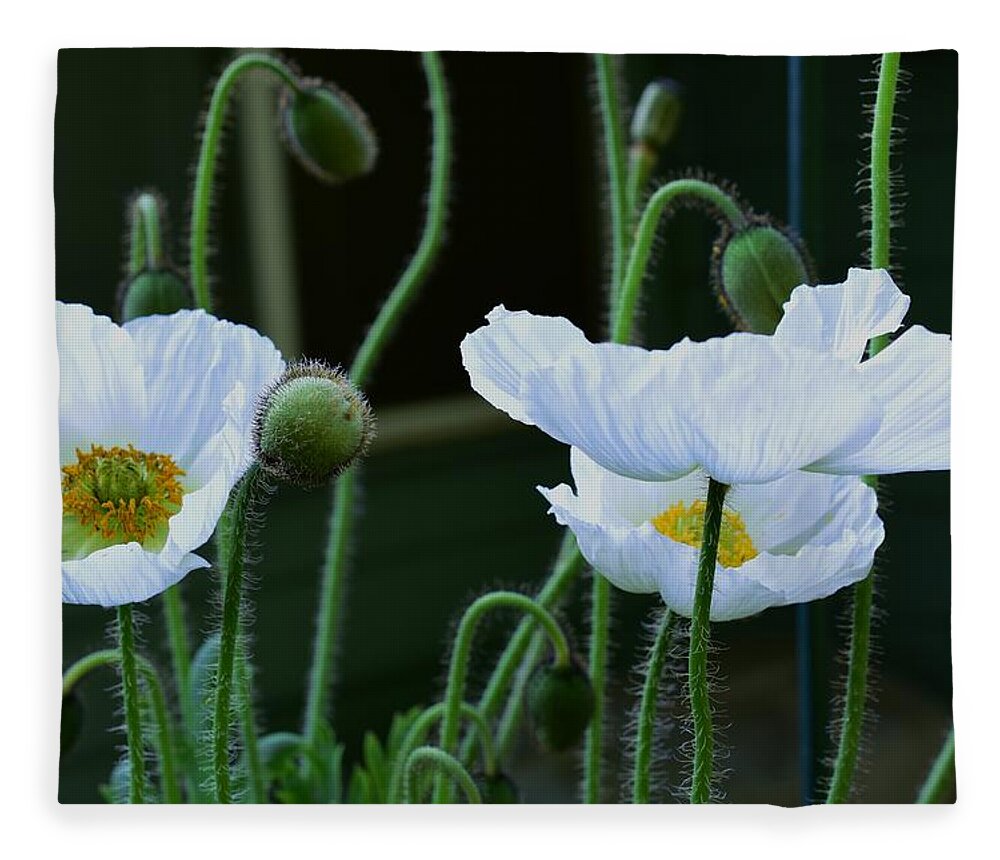 White Fleece Blanket featuring the photograph White Poppies by Jimmy Chuck Smith