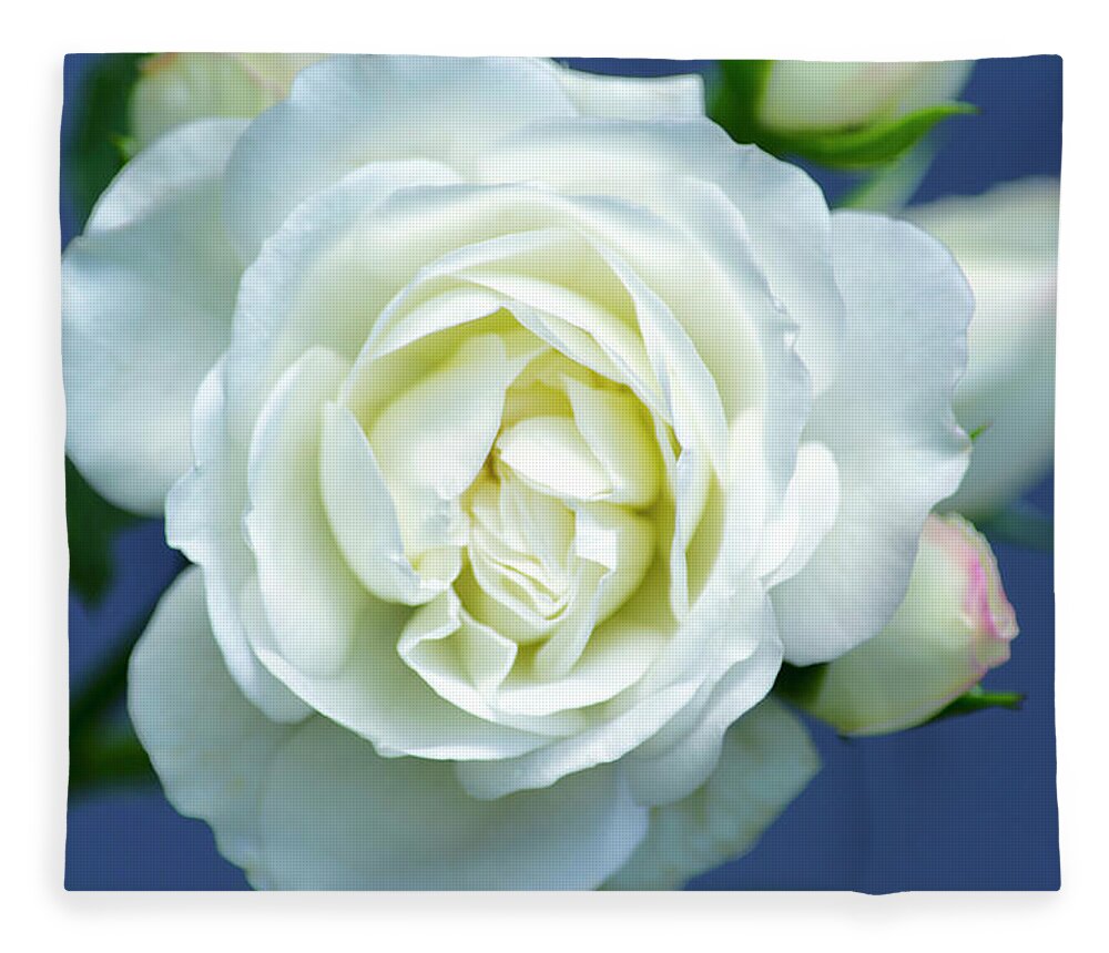 Rose Fleece Blanket featuring the photograph White Rose Bloom by Christina Rollo