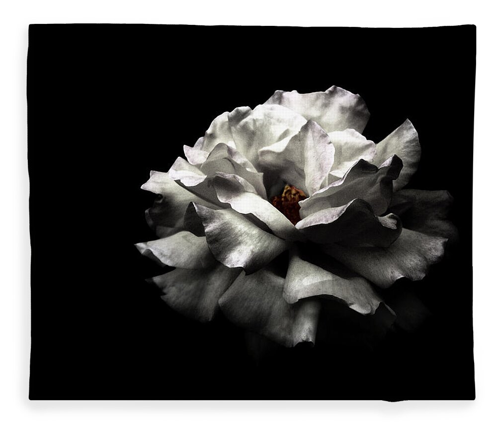 Black Background Fleece Blanket featuring the photograph White Rose by Lola L. Falantes