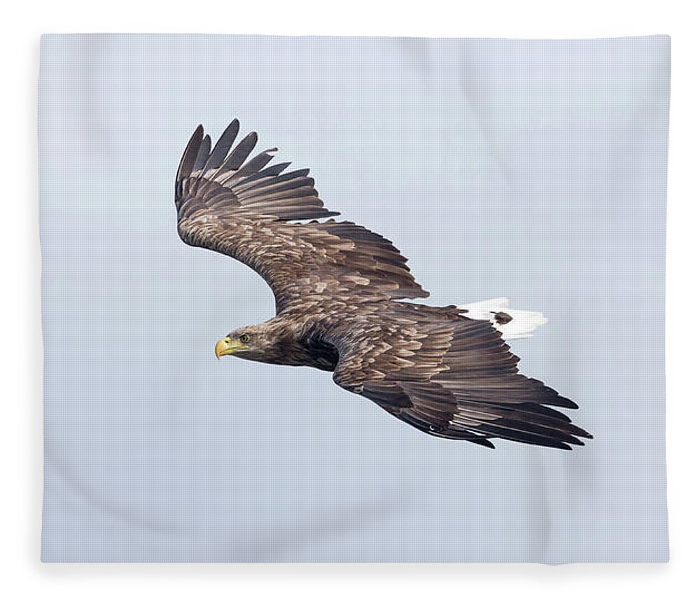 White Fleece Blanket featuring the photograph White-Tailed Eagle Approaching by Pete Walkden