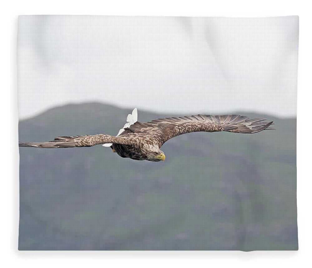 White Fleece Blanket featuring the photograph White-Tailed Eagle Twisting Tail by Pete Walkden