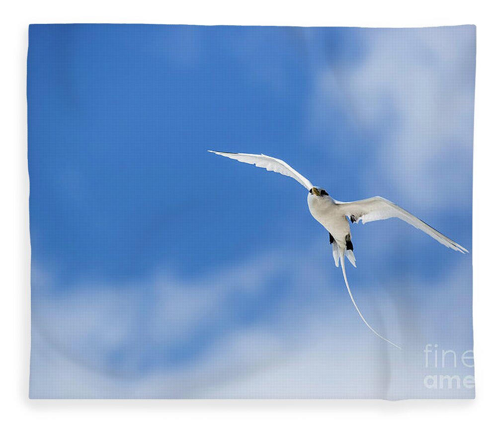 Bird Island Fleece Blanket featuring the photograph White-tailed tropicbird b2 by Eyal Bartov