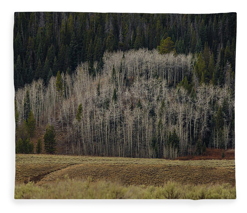 Trees Fleece Blanket featuring the photograph White aspen trees, Wyoming by Julieta Belmont