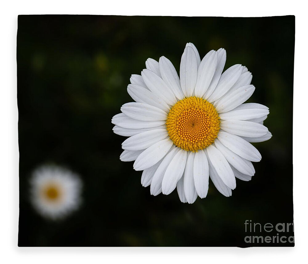 Photography Fleece Blanket featuring the photograph Wild Daisy by Alma Danison