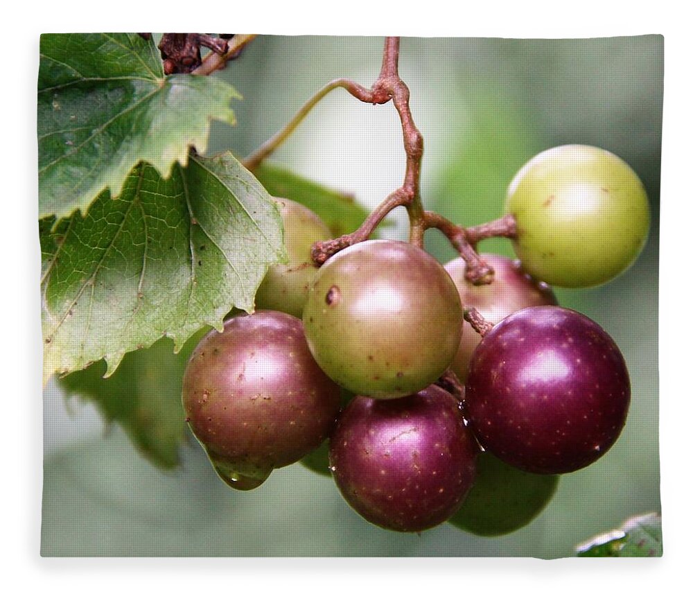 Wild Fleece Blanket featuring the photograph Wild Muscadine Grapes by Philip And Robbie Bracco