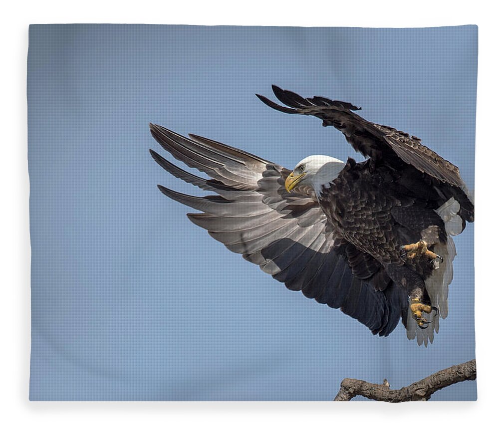 Bald Eagle Fleece Blanket featuring the photograph Wings by Laura Hedien