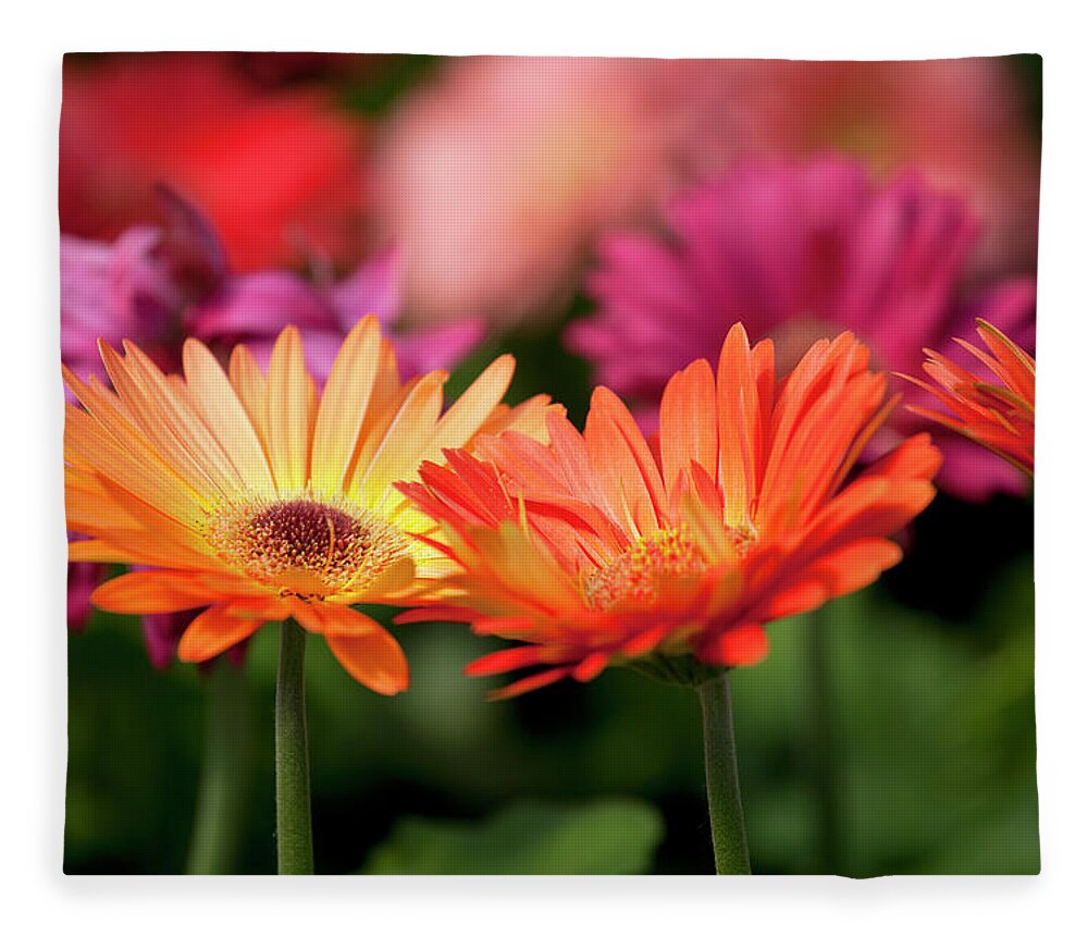 Flowerbed Fleece Blanket featuring the photograph Yellow And Orange Gerbera Daisies by Wholden
