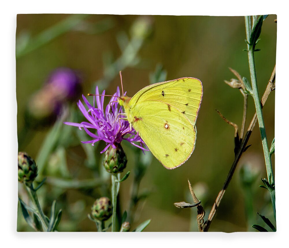 Butterfly Fleece Blanket featuring the photograph Yellow Butterfly 7201 by Cathy Kovarik