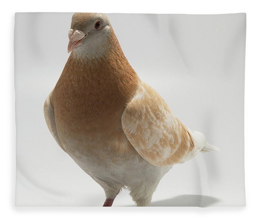 Pigeon Fleece Blanket featuring the photograph Yellow Exhibition Homing Pigeon by Nathan Abbott