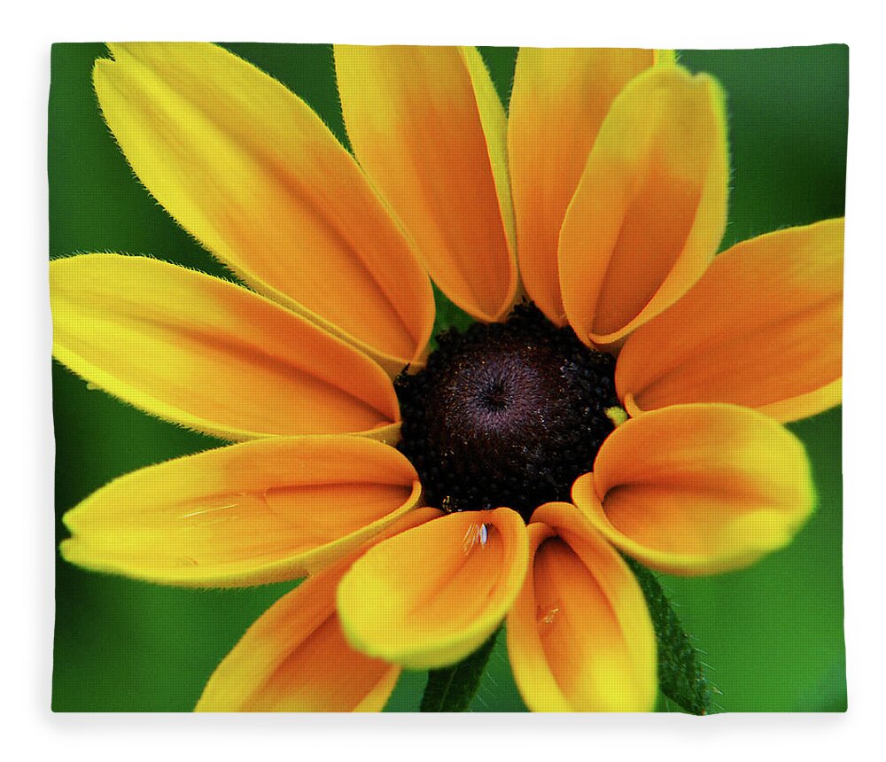 Yellow Flowers Fleece Blanket featuring the photograph Yellow Flower Black Eyed Susan by Christina Rollo