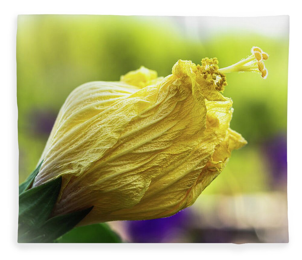 Outdoors Fleece Blanket featuring the photograph Yellow mature hibiscus by Silvia Marcoschamer