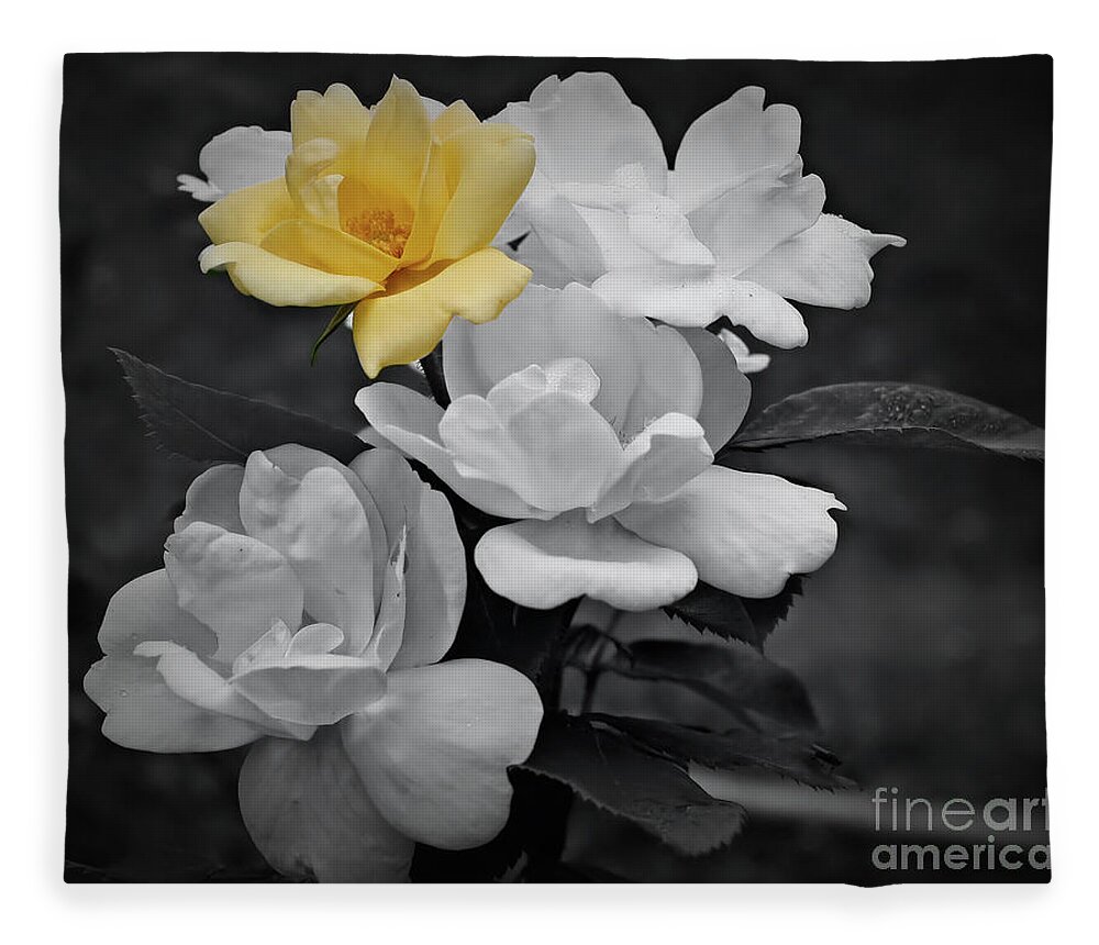 Rose Fleece Blanket featuring the photograph Yellow Rose Cluster Partial Color by Smilin Eyes Treasures