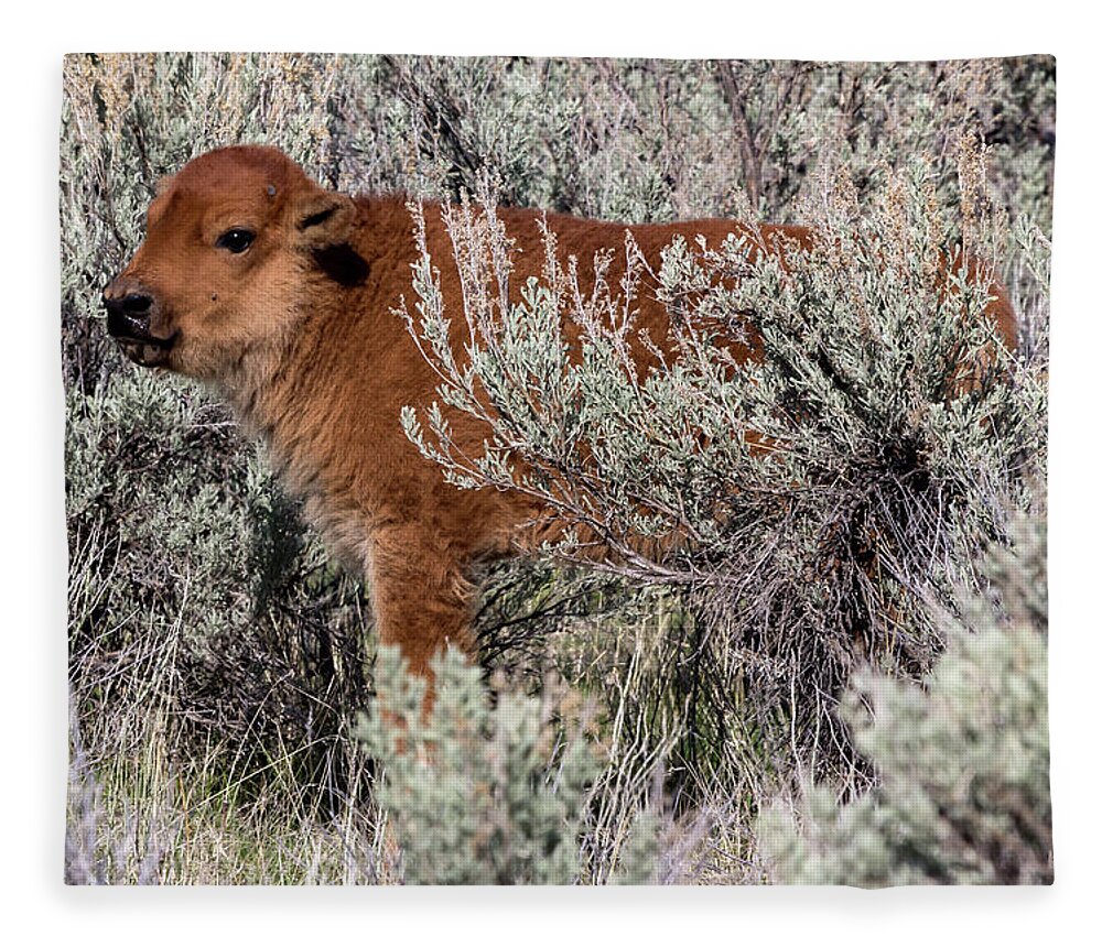 Calf Fleece Blanket featuring the photograph Yellowstone Bison Calf 1 by Rick Pisio