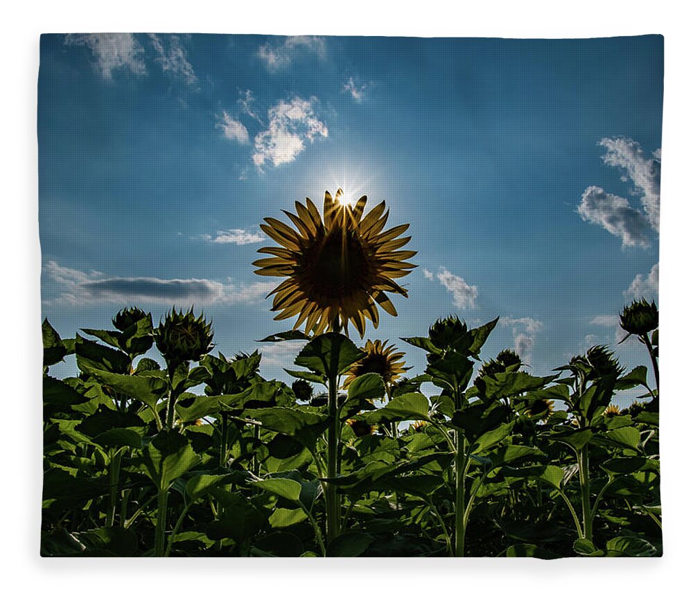 Sunflower Fleece Blanket featuring the photograph You Are My Sunshine by Rose Guinther