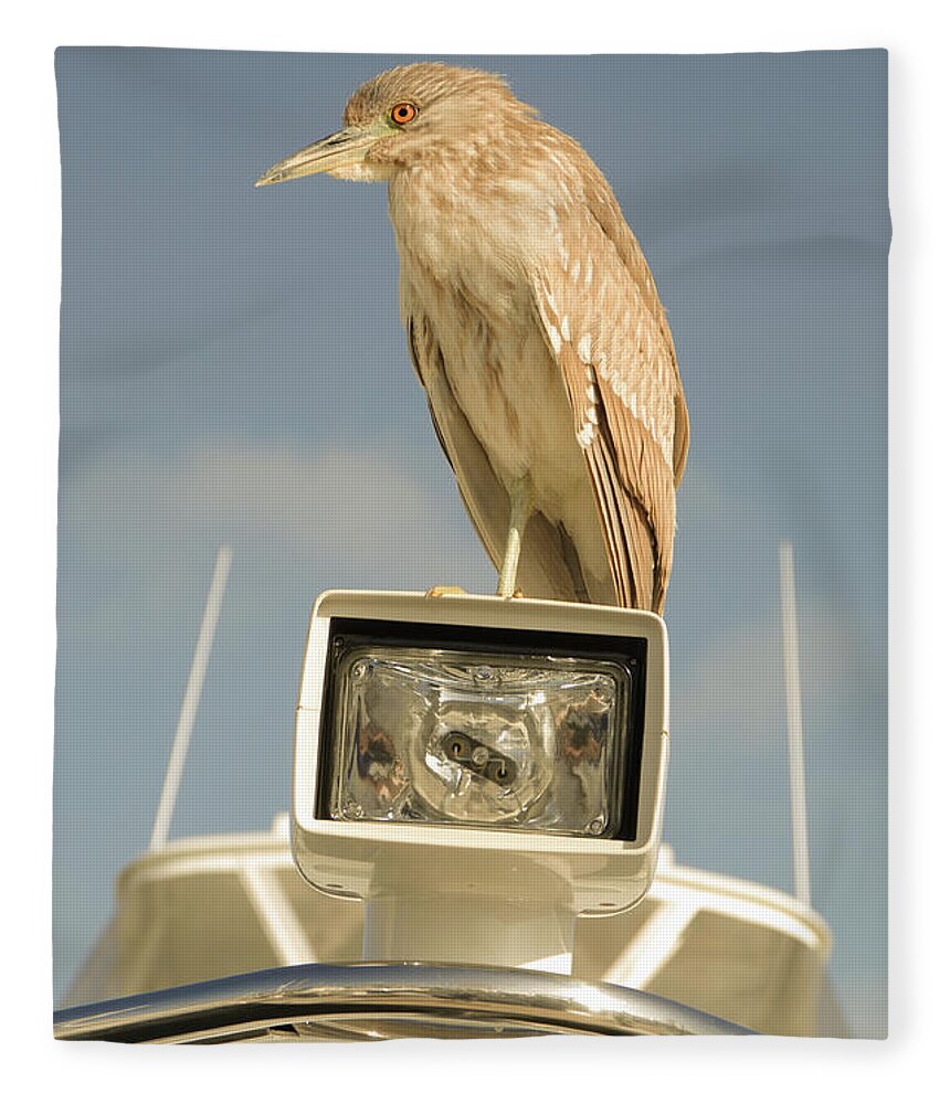 Heron Fleece Blanket featuring the photograph Young Black-crowned night heron by David Shuler