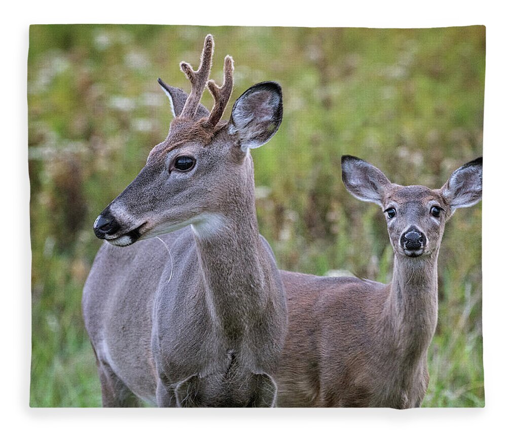 White Tail Deer Fleece Blanket featuring the photograph Young Buck and friend by Jaki Miller