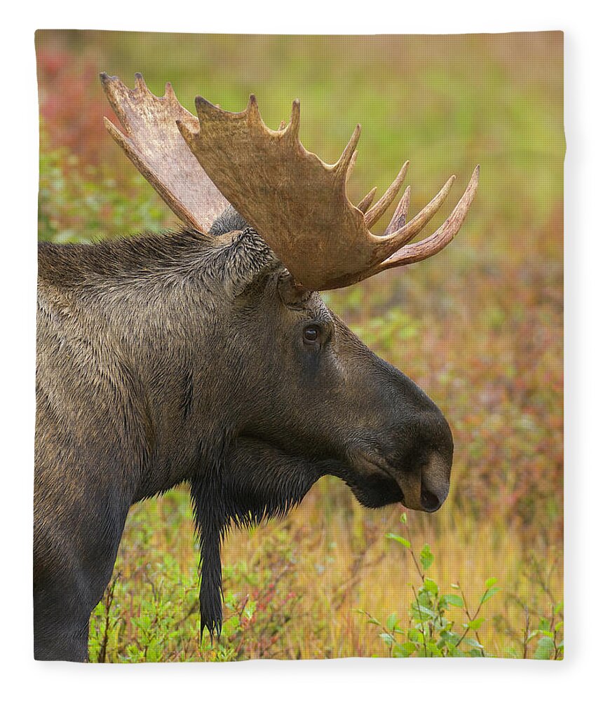 Horned Fleece Blanket featuring the photograph Young Bull Moose In Fall Tundra, Alaska by Eastcott Momatiuk