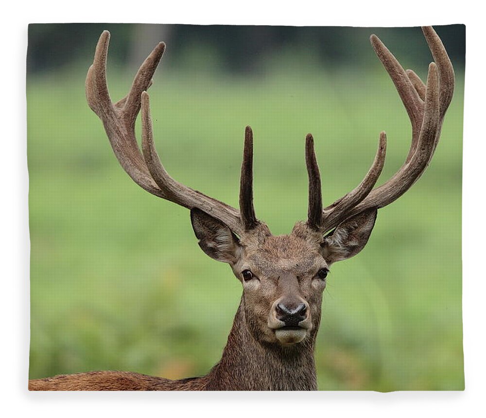 Animal Themes Fleece Blanket featuring the photograph Young Red Deer Stag With Velvet Antler by Hammerchewer (g C Russell)