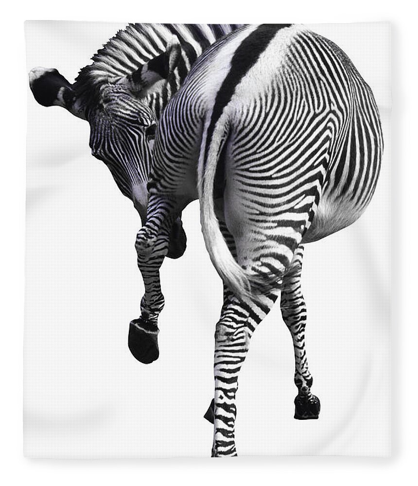 White Background Fleece Blanket featuring the photograph Zebra by John Foxx