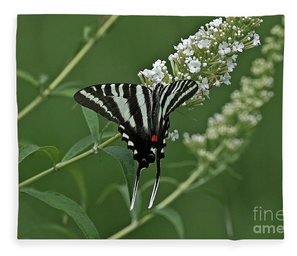 Zebra Swallowtail Fleece Blanket featuring the photograph Zebra Swallowtail on Butterfly Bush by Robert E Alter Reflections of Infinity