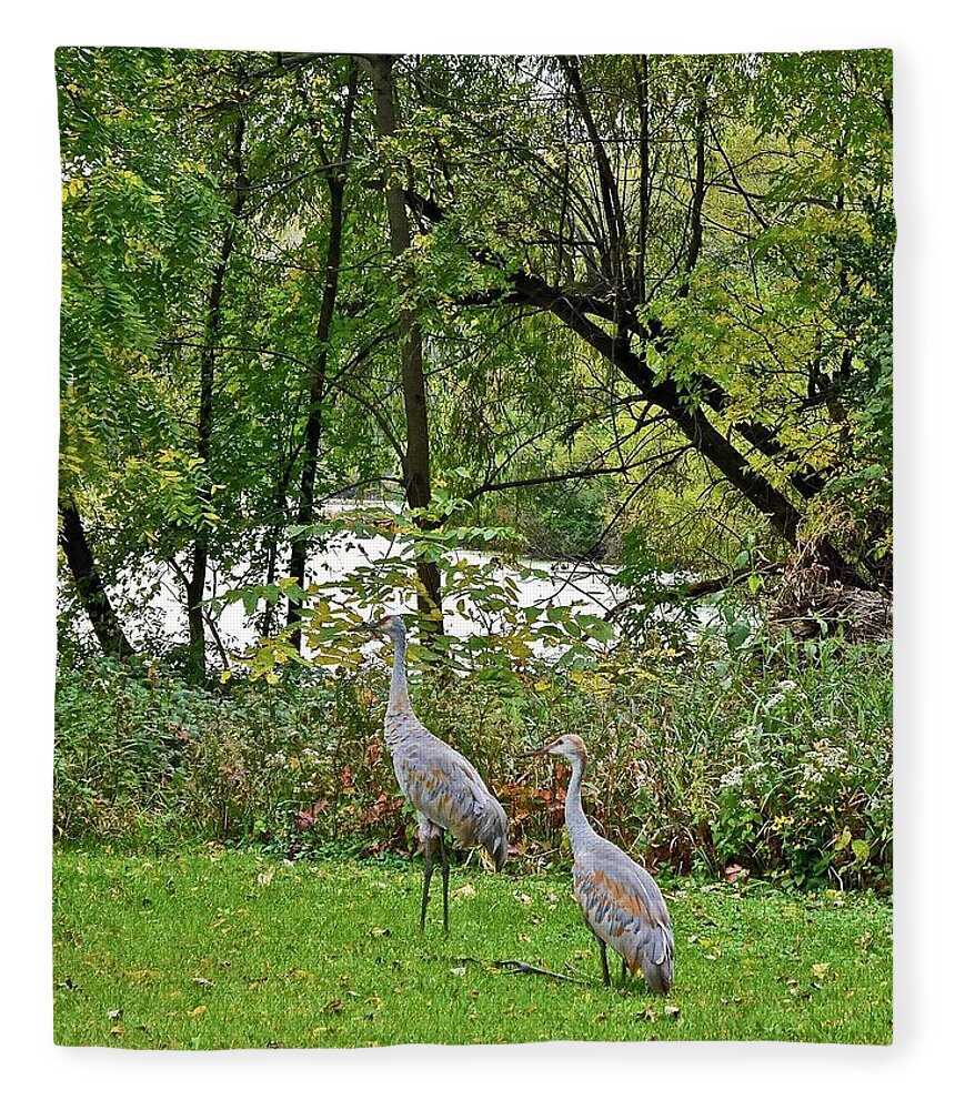 Sandhill Crane; Backyard; Birds; Fleece Blanket featuring the photograph 2021 Fall Sandhill Cranes 8 by Janis Senungetuk