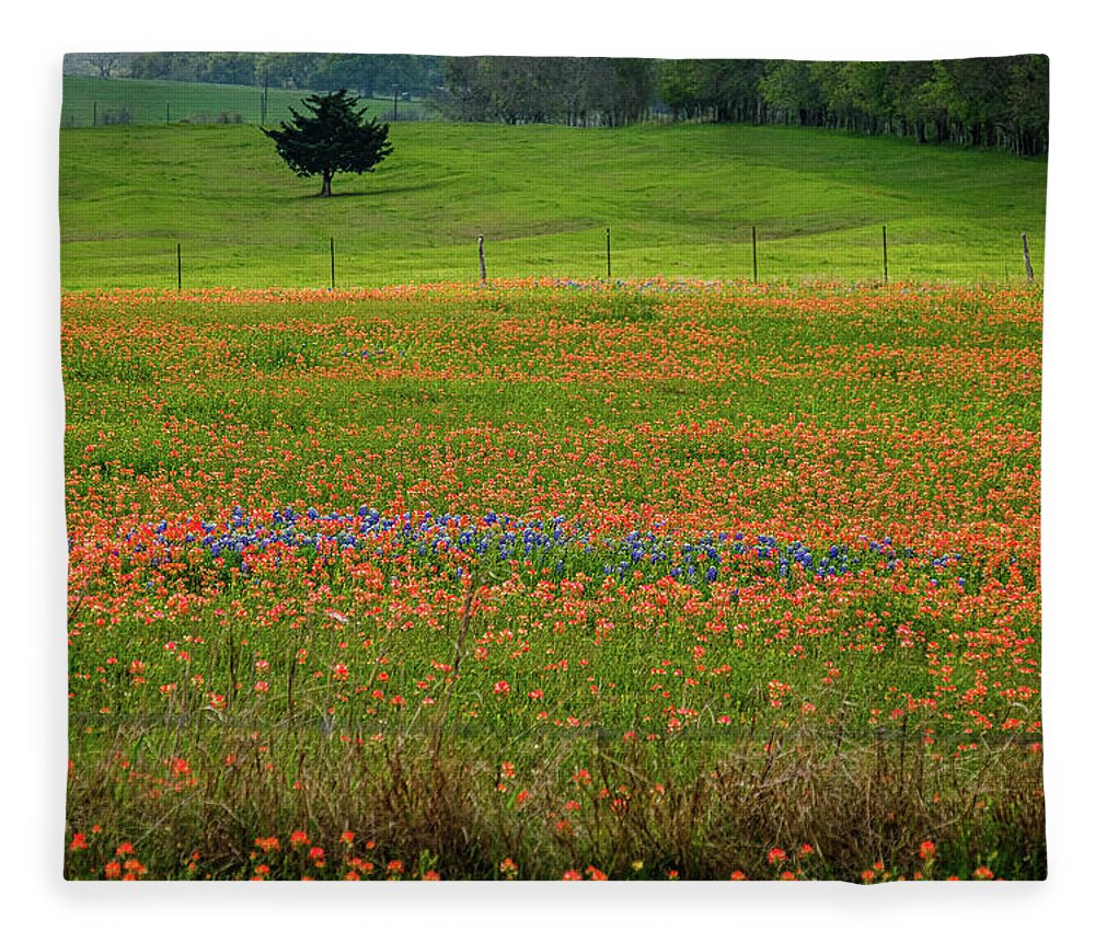 Texas Bluebonnets Fleece Blanket featuring the photograph All Alone #2 by Johnny Boyd