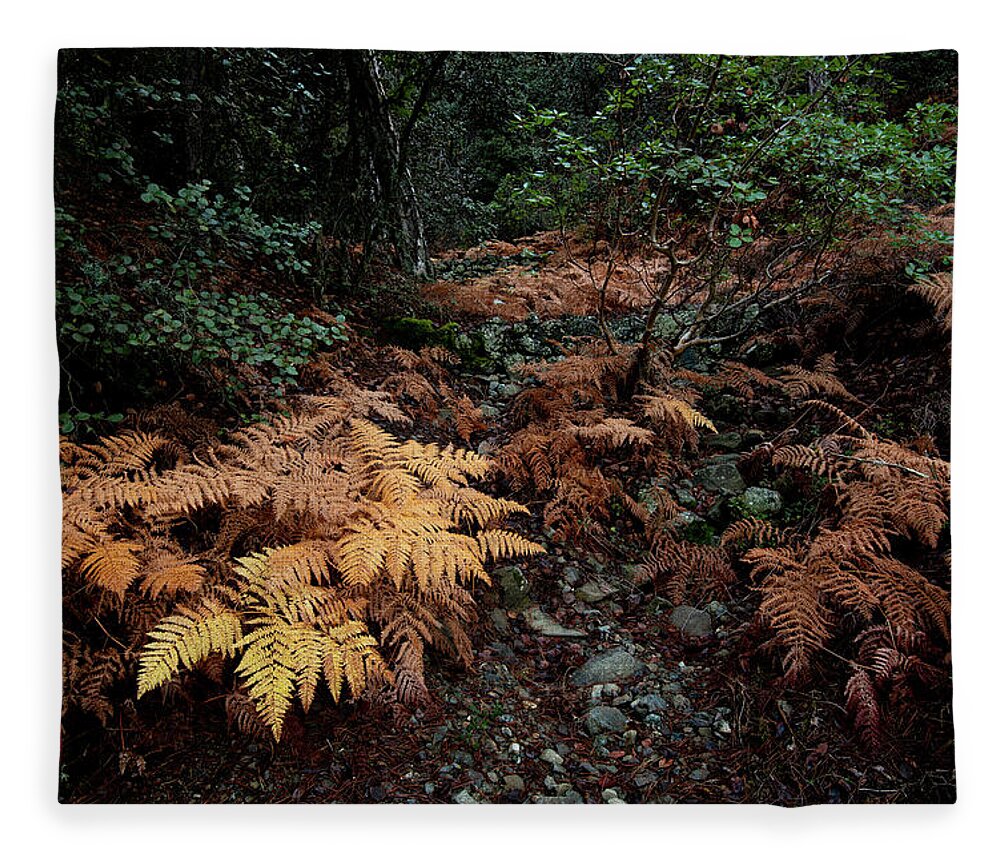 Autumn Fleece Blanket featuring the photograph Autumn forest Landscape #1 by Michalakis Ppalis