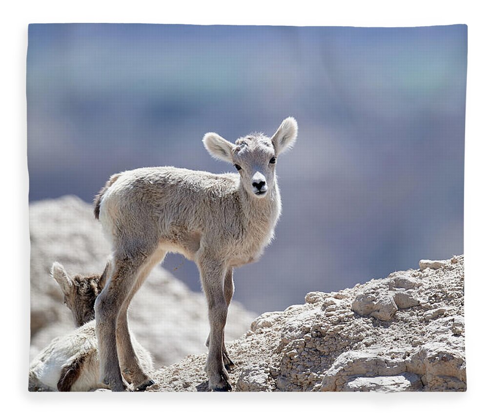 Animal Fleece Blanket featuring the photograph Baby Big Horn #1 by Paul Freidlund