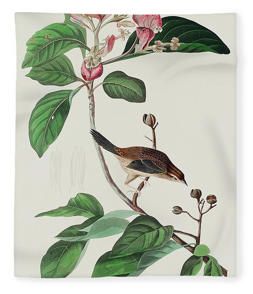 Audubon Birds Fleece Blanket featuring the drawing Bachman's Finch #1 by John James Audubon