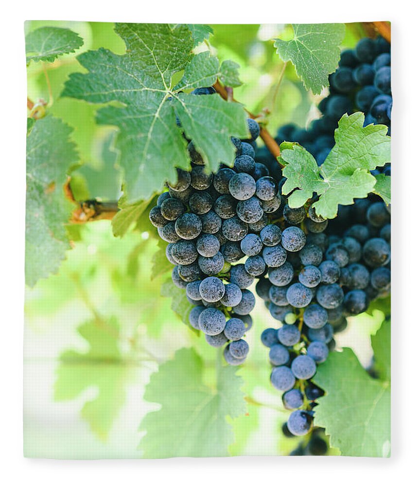 Grape Fleece Blanket featuring the photograph Closeup of fresh purple grape on branch in vineyard. #1 by Jelena Jovanovic