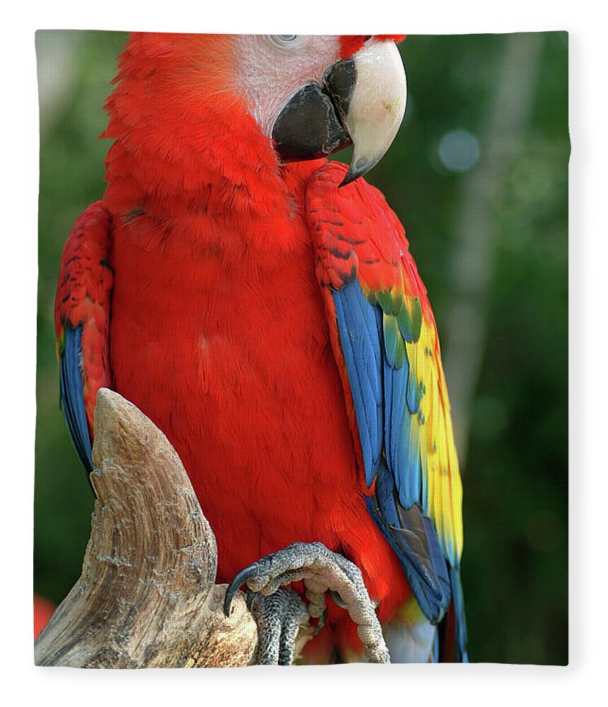 Scarlet Macaw Fleece Blanket featuring the photograph Colors of the Rainbow by Melissa Southern