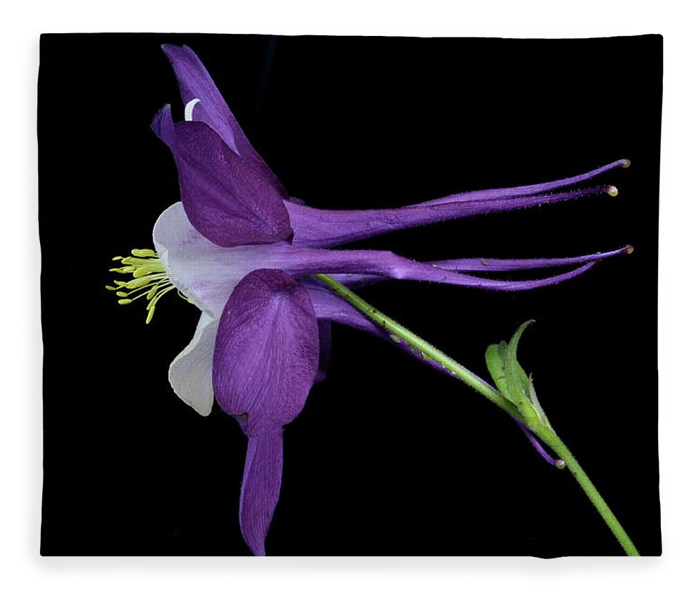 Floral Fleece Blanket featuring the photograph Columbine 781 by Julie Powell