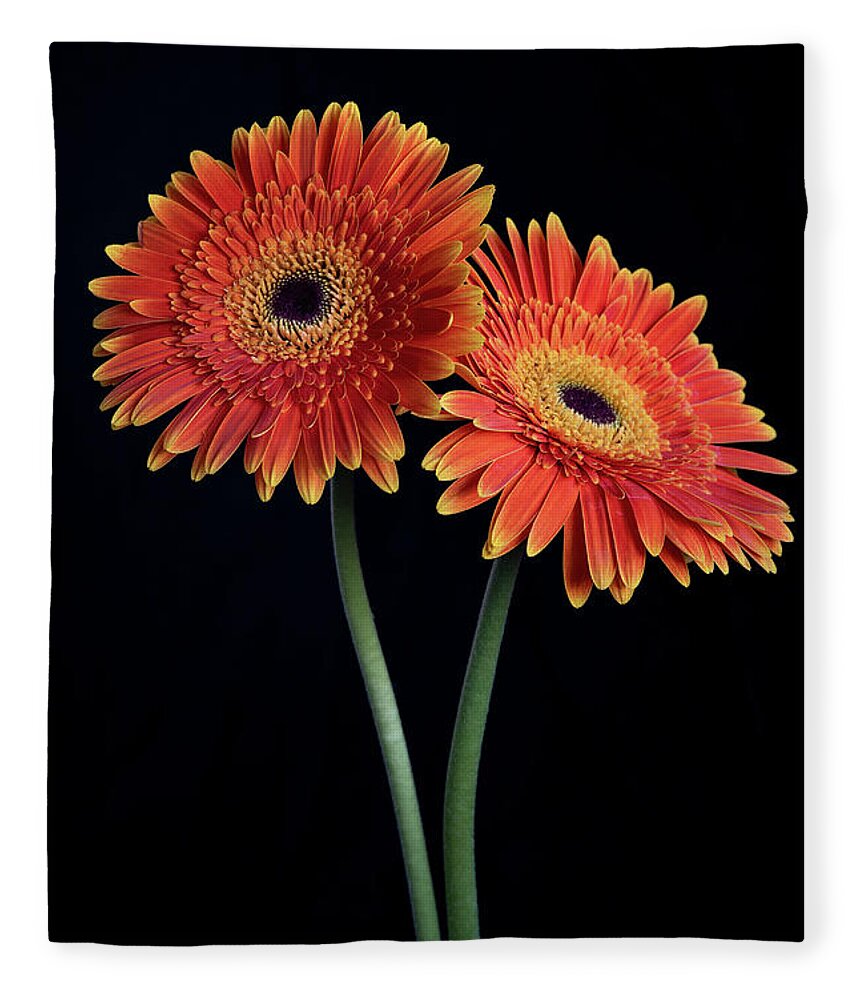 Daisies Fleece Blanket featuring the photograph Fresh Daisy flower isolated on black background by Michalakis Ppalis