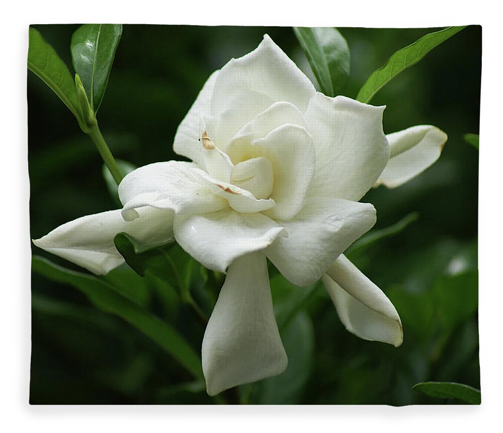  Fleece Blanket featuring the photograph Gardenia by Heather E Harman