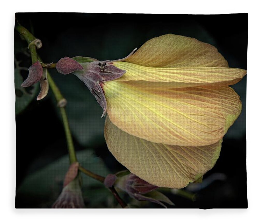 Hawaiian Hau Fleece Blanket featuring the photograph Hawaiian Hau Flower #1 by Heidi Fickinger