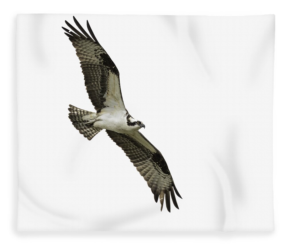 Osprey Fleece Blanket featuring the photograph Isolated Osprey 2021-1 by Thomas Young
