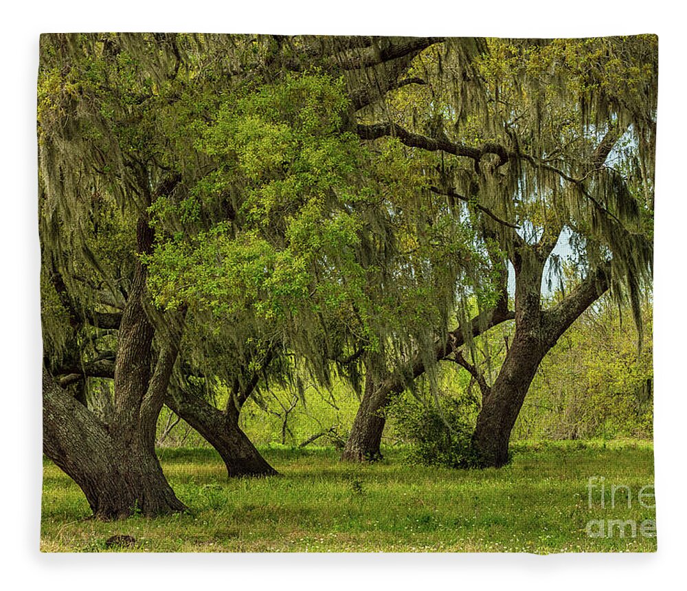 Tree Fleece Blanket featuring the photograph Live Oak Stand by Seth Betterly